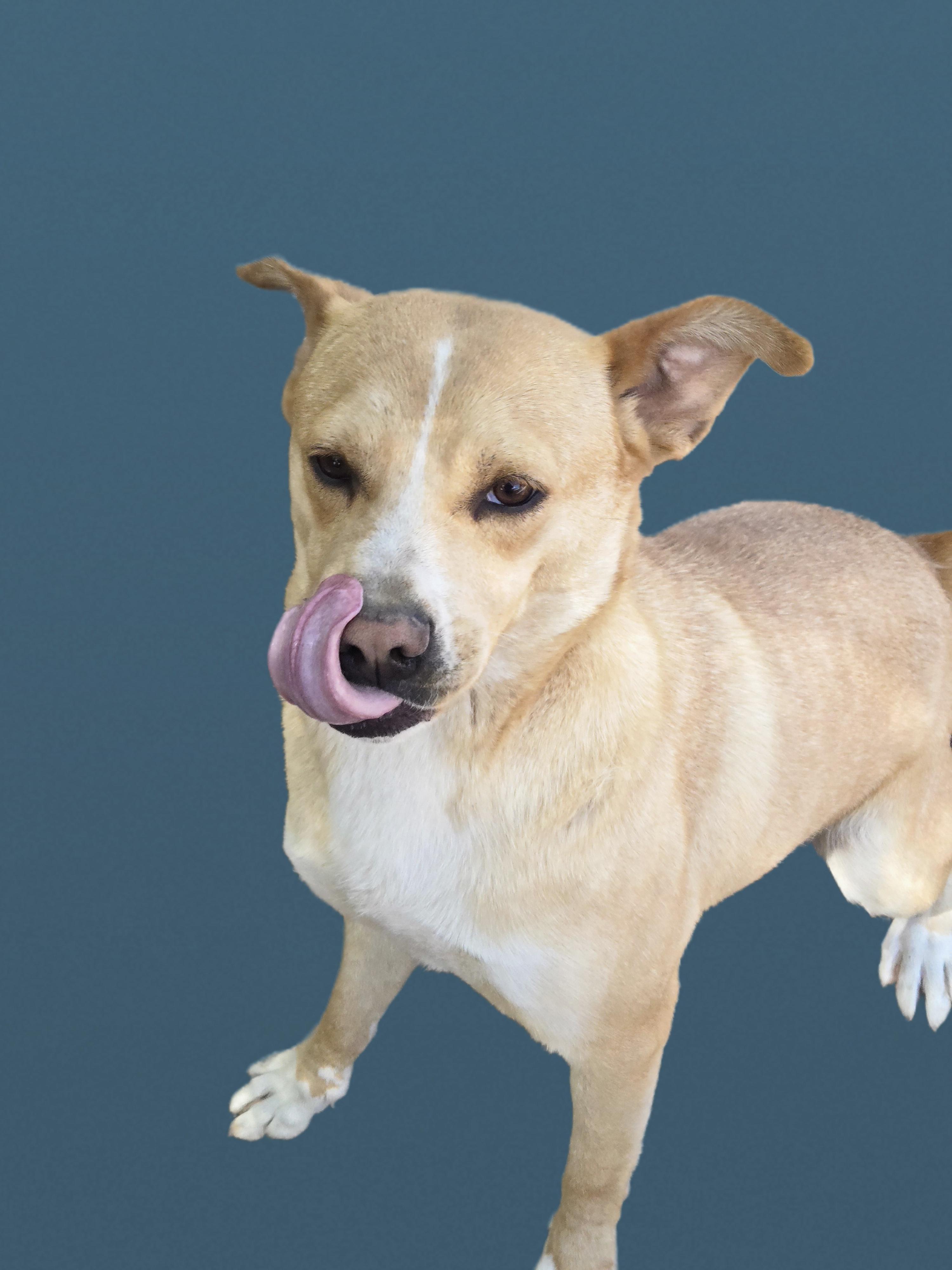 Chucky, a ADOPTABLE Mixed Breed in Nogales, AZ image 4/4
