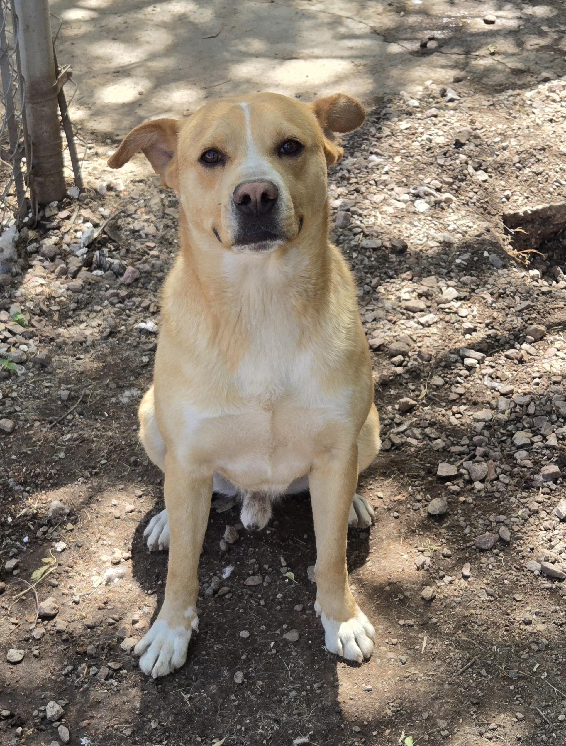 Chucky, a ADOPTABLE Mixed Breed in Nogales, AZ image 3/4