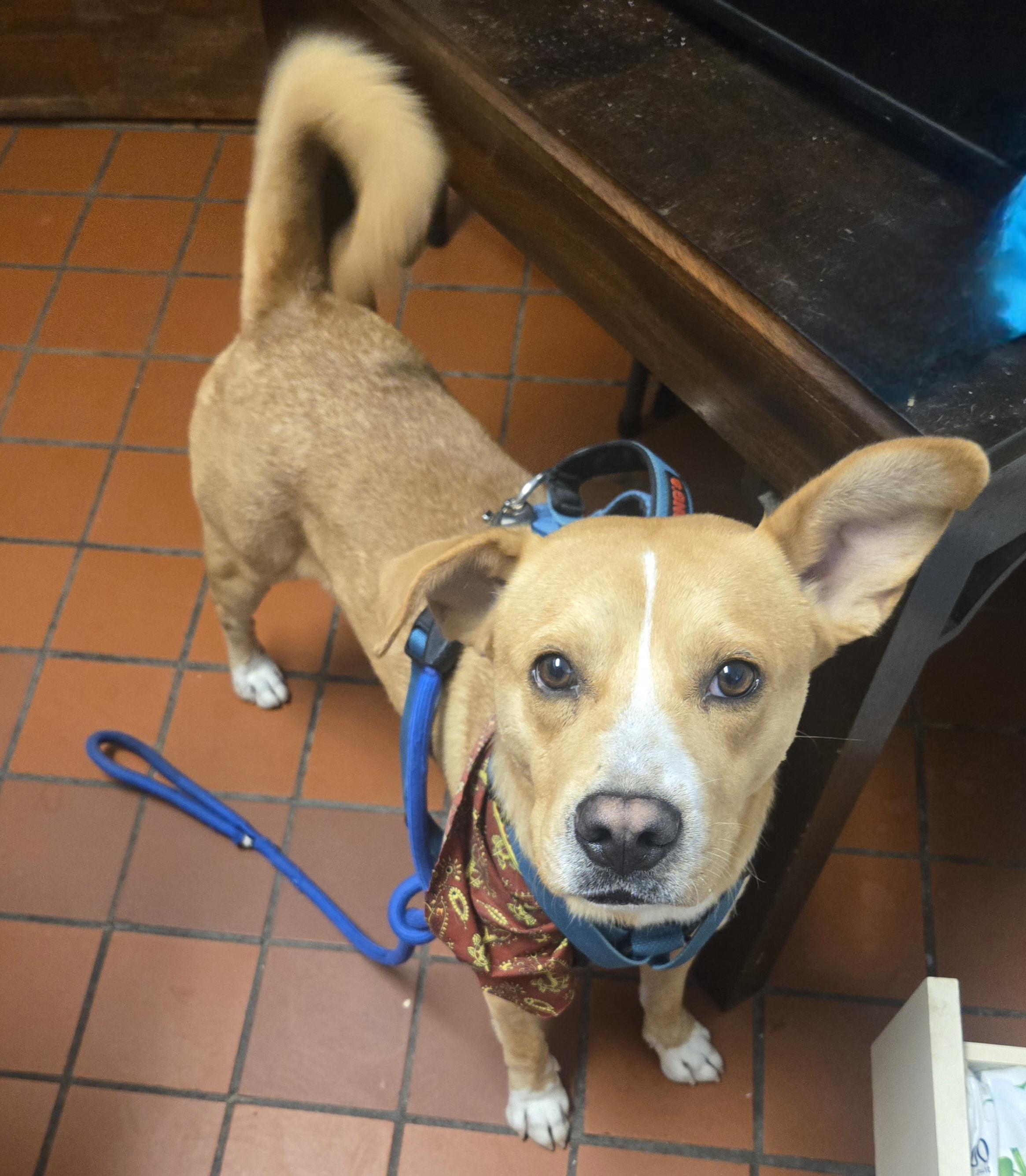 Chucky, a ADOPTABLE Mixed Breed in Nogales, AZ image 1/4