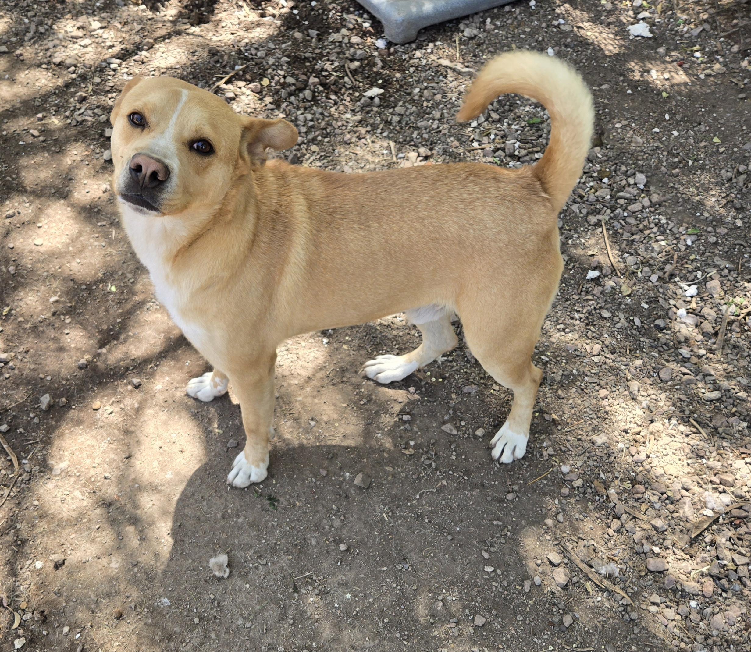 Chucky, a ADOPTABLE Mixed Breed in Nogales, AZ image 2/4