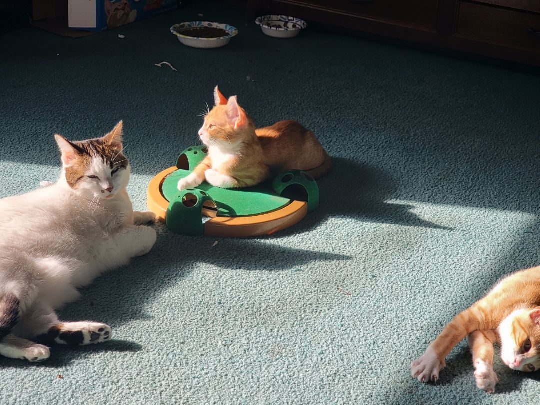 Jack, a Adoptable Domestic Short Hair in Marion, NC image 2/4