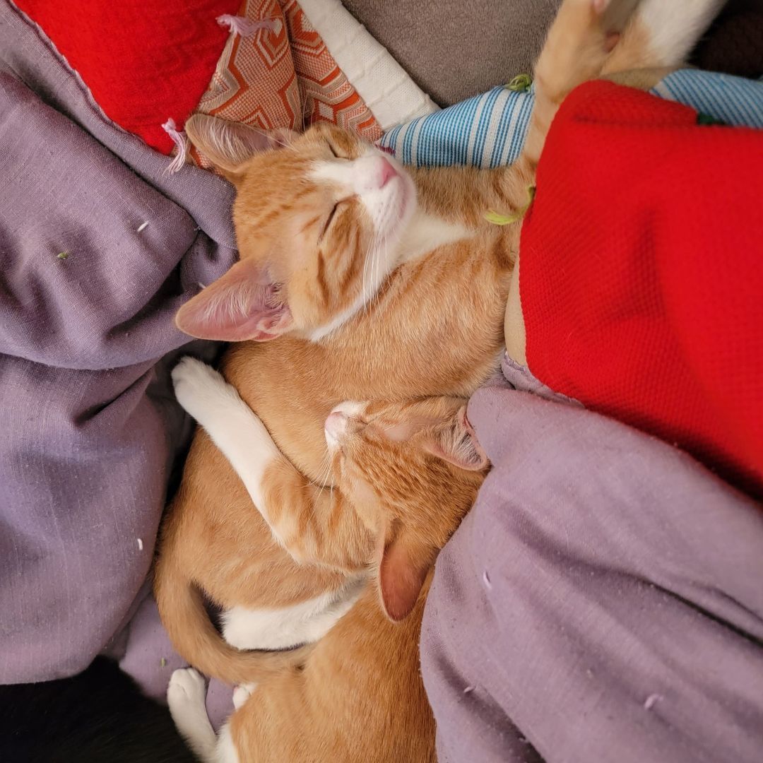 Jack, a Adoptable Domestic Short Hair in Marion, NC image 3/4