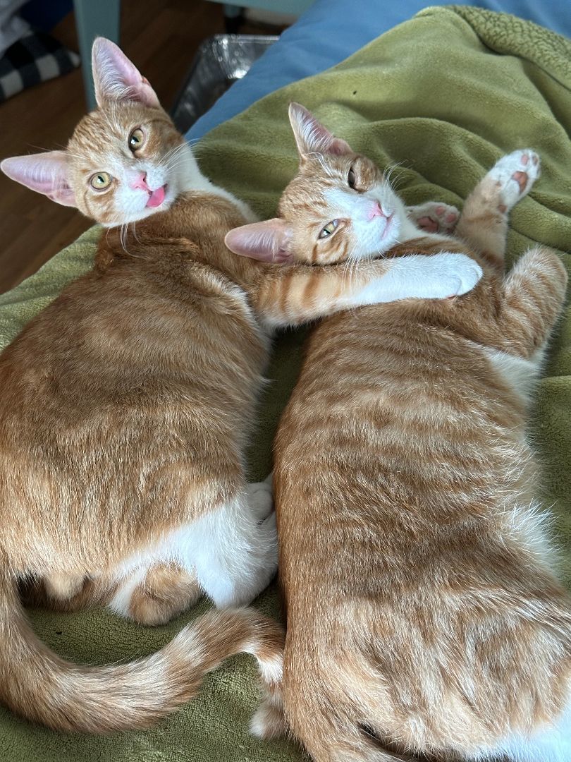 Jack, a Adoptable Domestic Short Hair in Marion, NC image 4/4