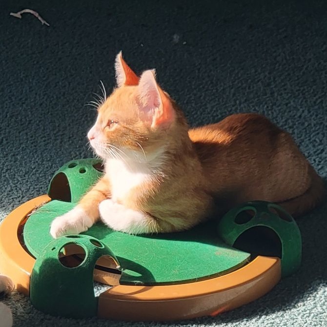 Jack, a Adoptable Domestic Short Hair in Marion, NC image 1/4