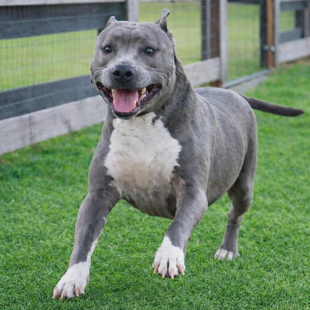 PRINCESSA, Adoptable, Adult Female American Staffordshire Terrier.