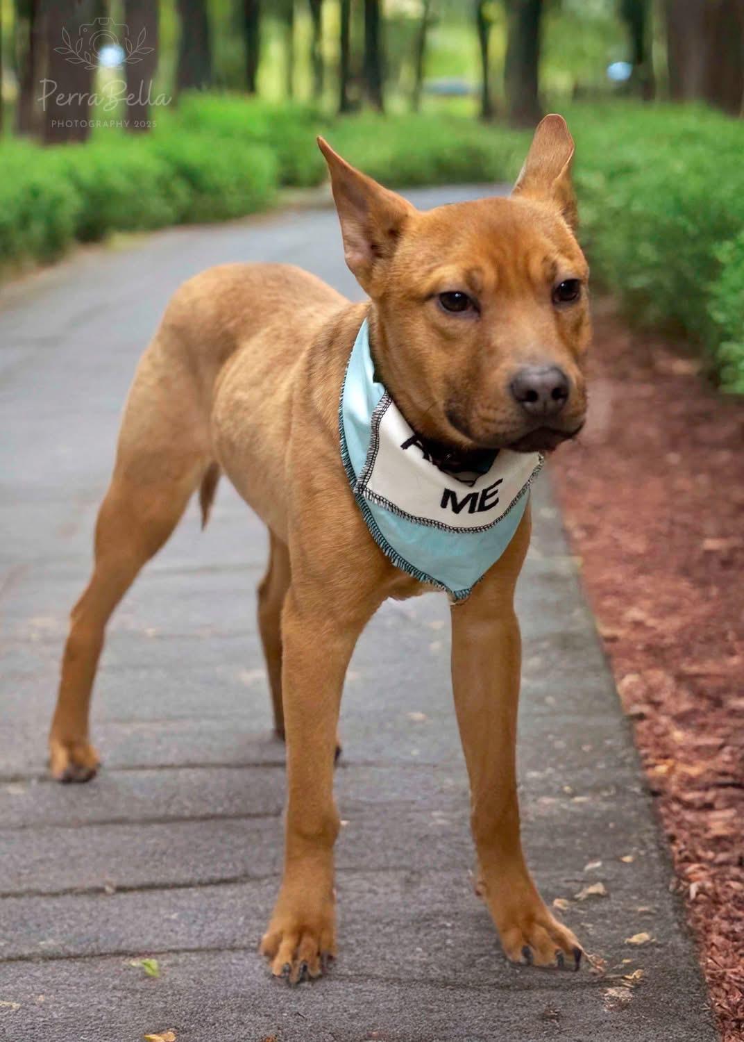 Gremlin, Young Male Mixed Breed