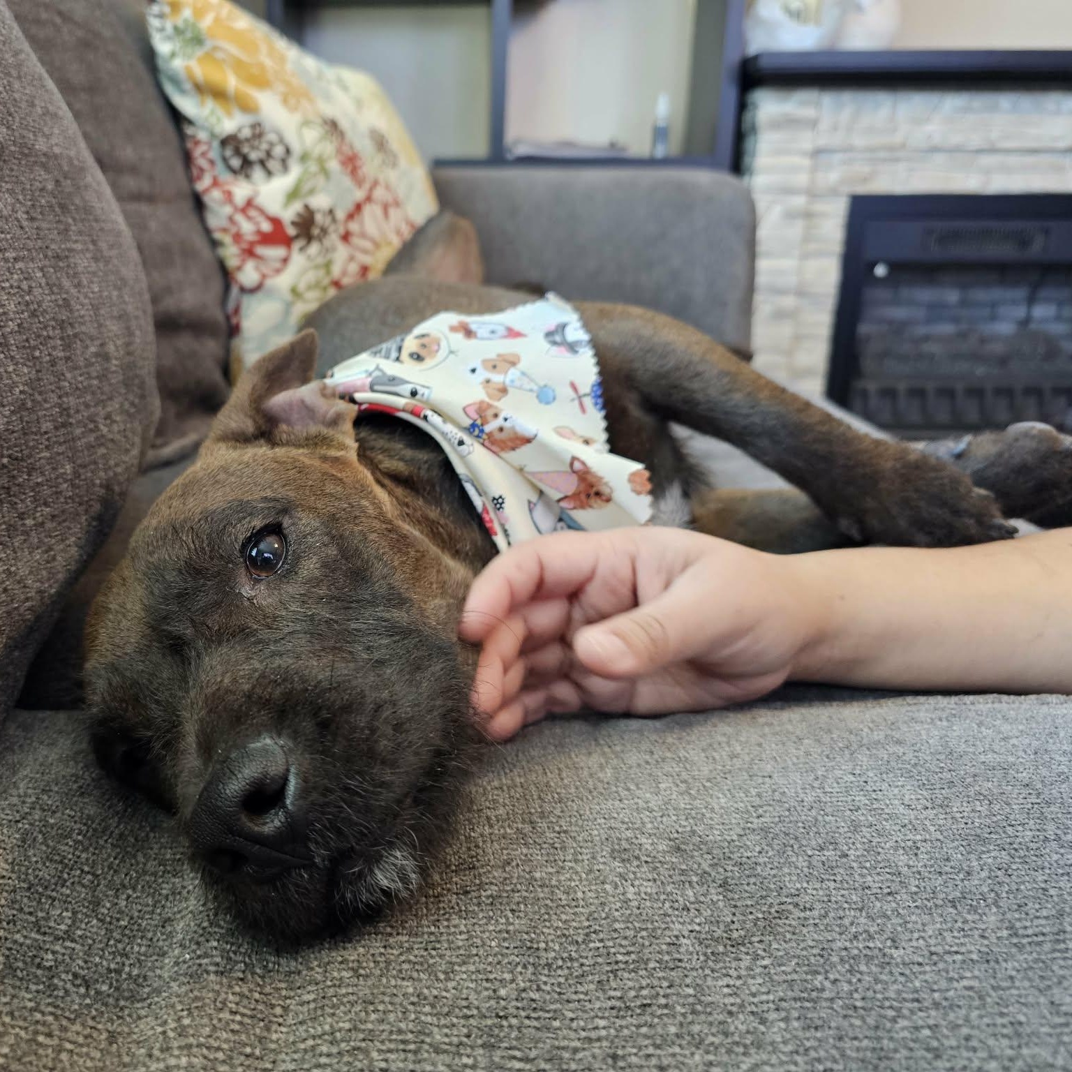 Baby Girl Gorda, an adopted mixed breed in Denver, CO image 4/6