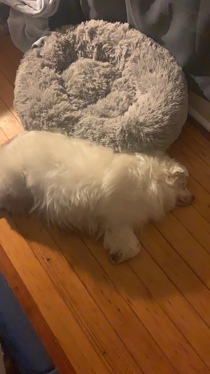 ** Courtesy Post ** Daisy + Birdie