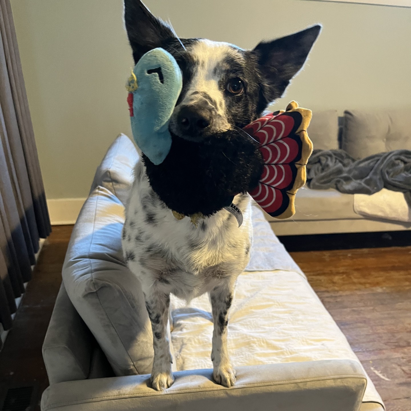 ** Courtesy Post ** Daisy + Birdie, a Adoptable mixed breed in Sterling Heights, MI image 3/4