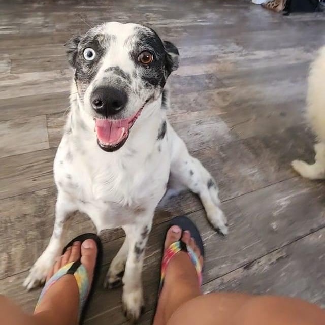 ** Courtesy Post ** Daisy + Birdie, a Adoptable mixed breed in Sterling Heights, MI image 1/4