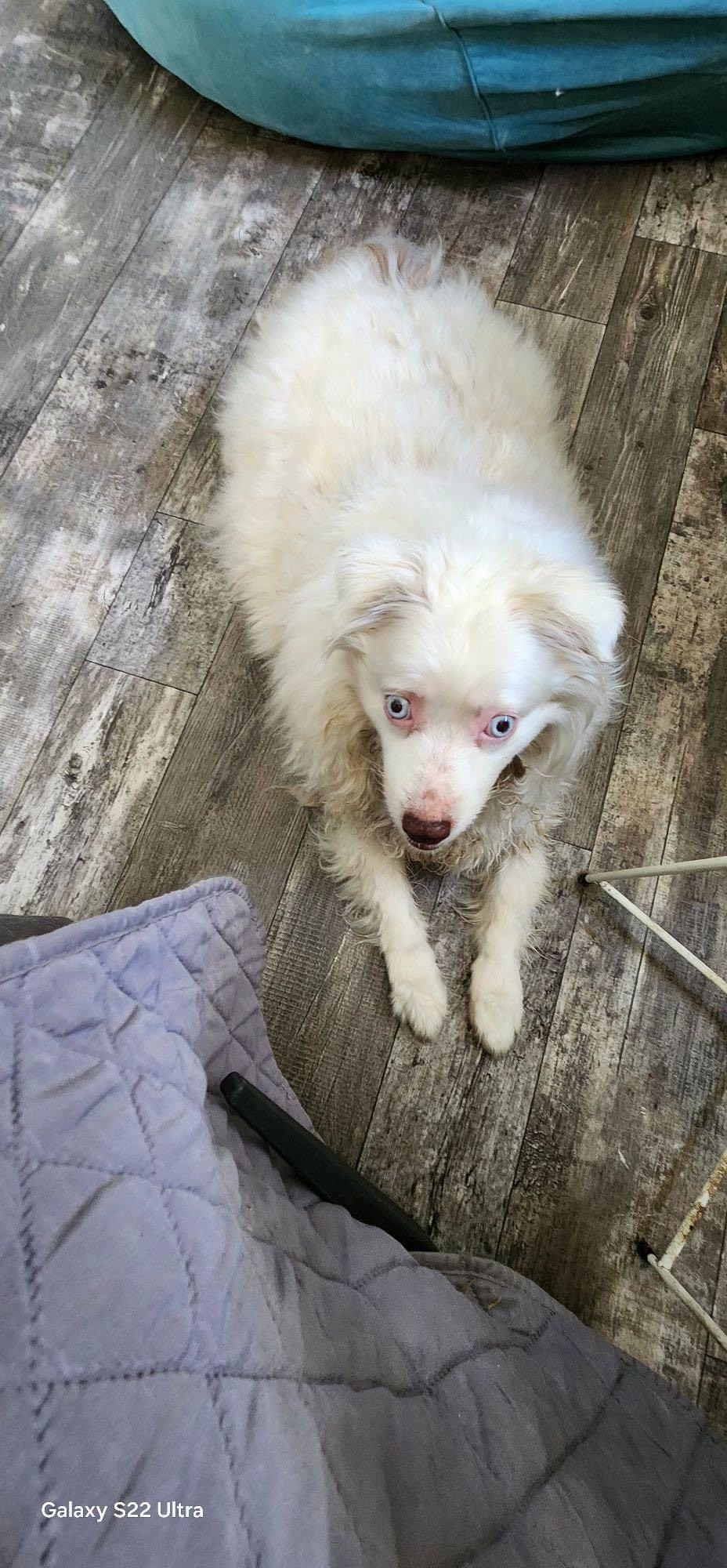 ** Courtesy Post ** Daisy + Birdie, a Adoptable mixed breed in Sterling Heights, MI image 4/4