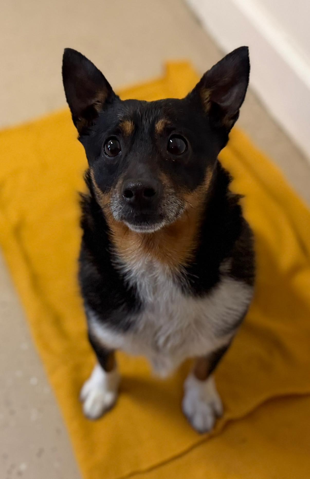 Elvis, ADOPTABLE, Young Male Chihuahua.