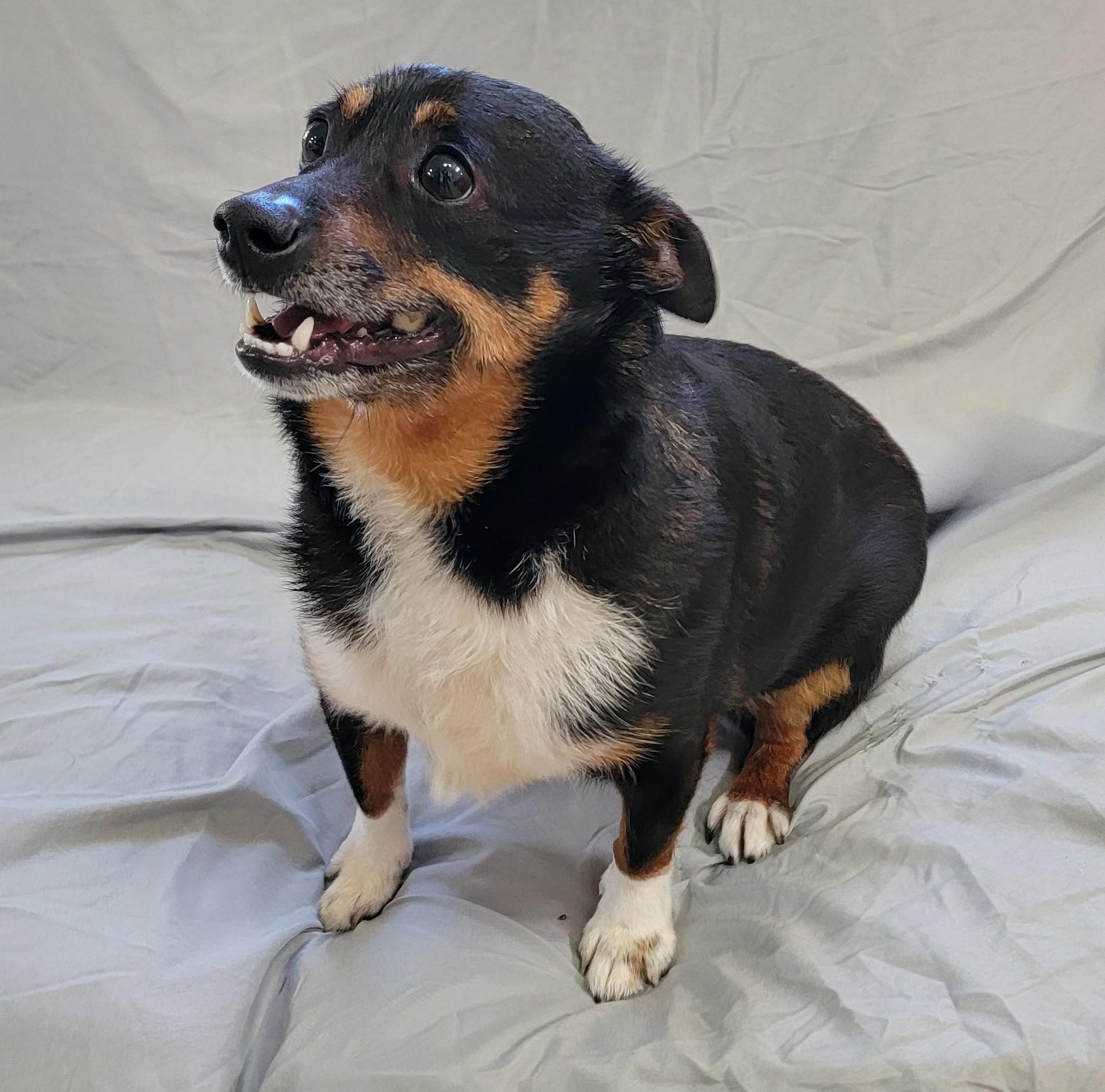 Enlarge Elvis, a ADOPTABLE Chihuahua in Mount Sterling, KY image 3/4