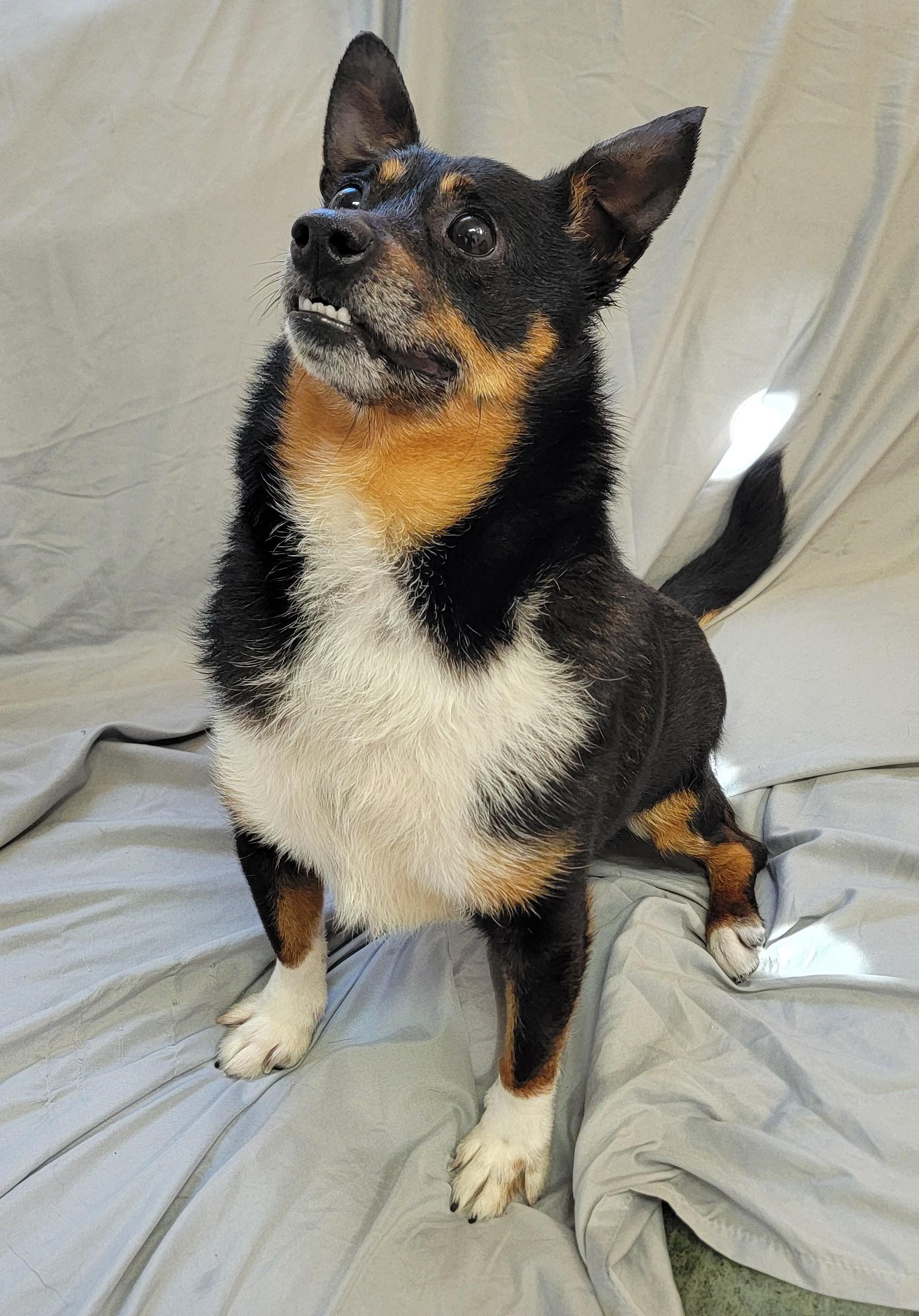 Enlarge Elvis, a ADOPTABLE Chihuahua in Mount Sterling, KY image 2/4