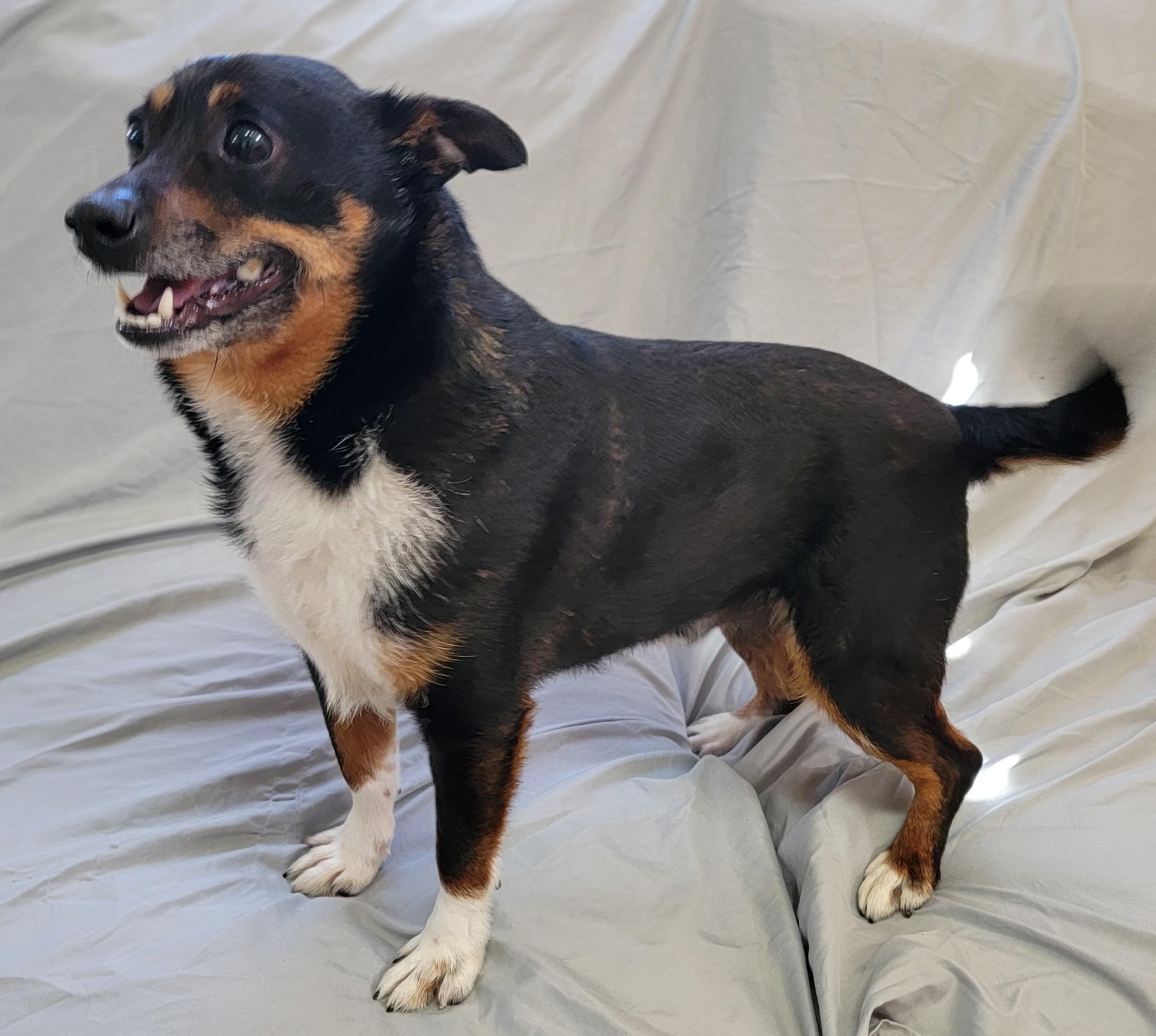 Enlarge Elvis, a ADOPTABLE Chihuahua in Mount Sterling, KY image 4/4