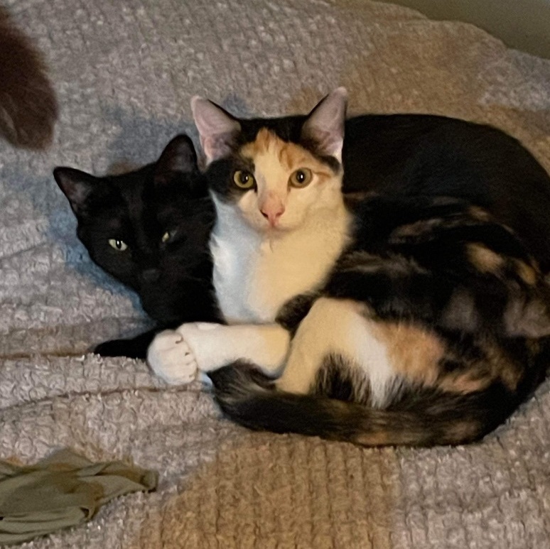 Chinaberry & Coconut, a Adoptable Domestic Short Hair in Jacksonville, FL image 1/6