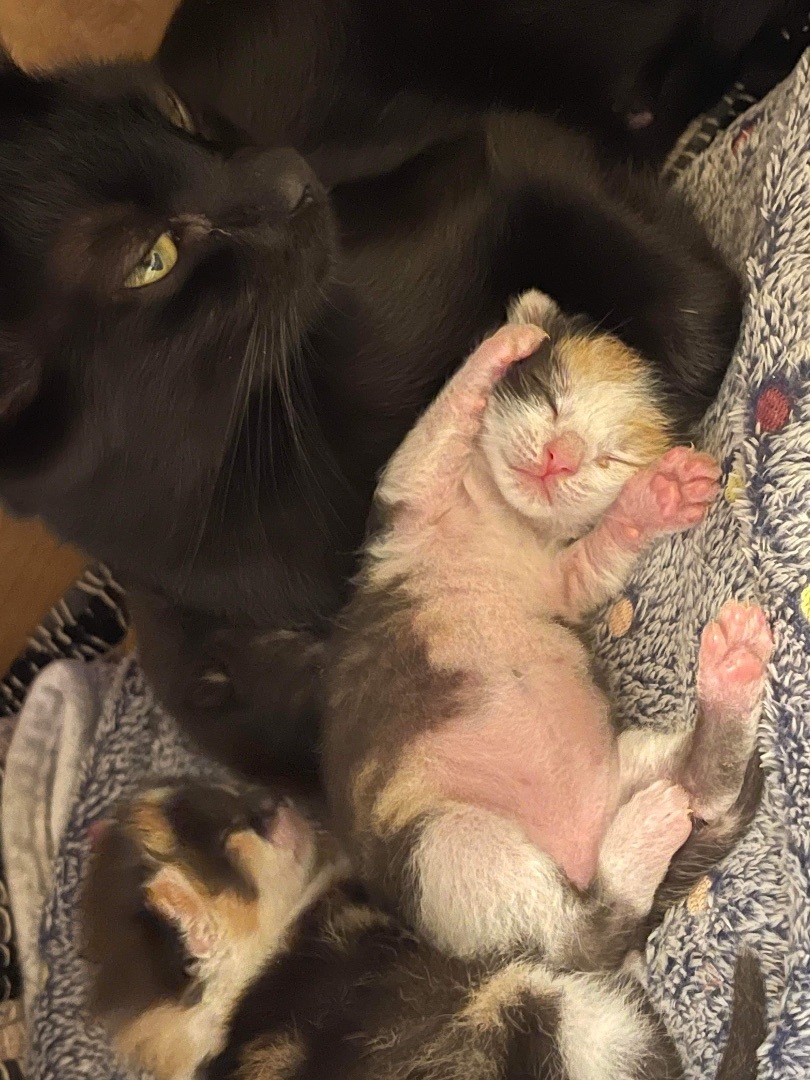 Chinaberry & Coconut, a Adoptable Domestic Short Hair in Jacksonville, FL image 2/6