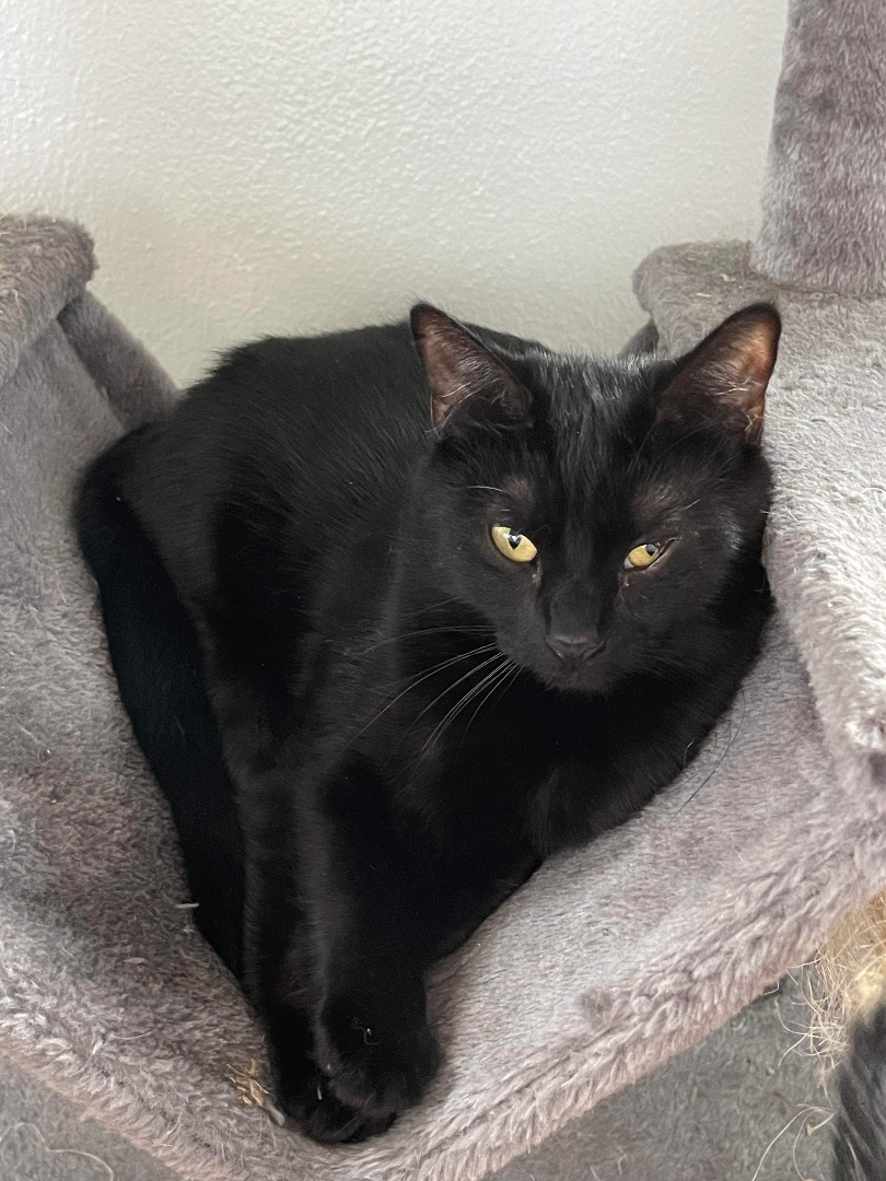 Chinaberry & Coconut, a Adoptable Domestic Short Hair in Jacksonville, FL image 3/6