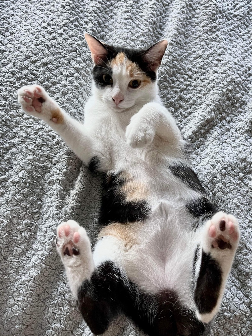 Chinaberry & Coconut, a Adoptable Domestic Short Hair in Jacksonville, FL image 4/6