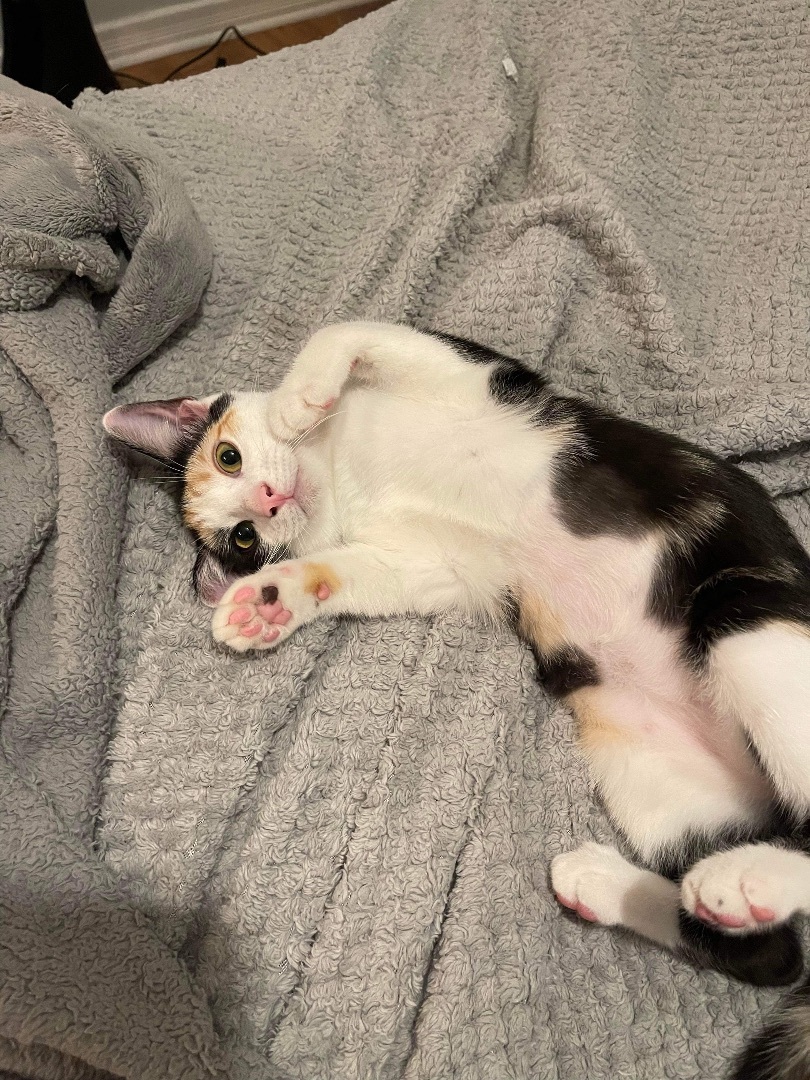 Chinaberry & Coconut, a Adoptable Domestic Short Hair in Jacksonville, FL image 5/6