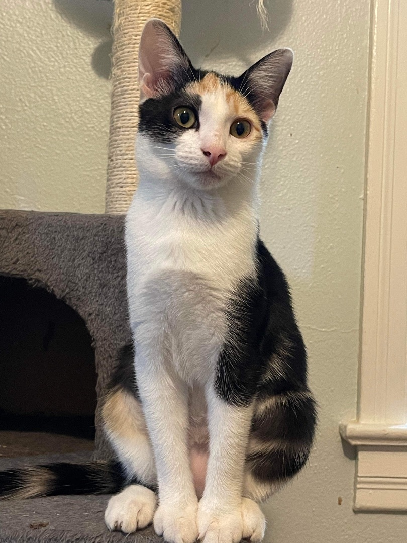Chinaberry & Coconut, a Adoptable Domestic Short Hair in Jacksonville, FL image 6/6