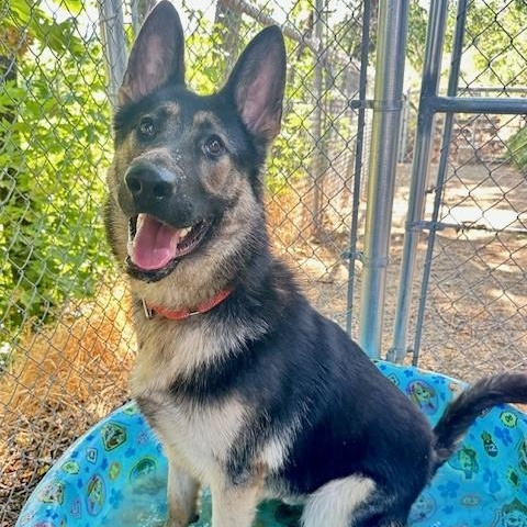 James, an adoptable German Shepherd Dog in Phoenix, OR, 97535 | Photo Image 5