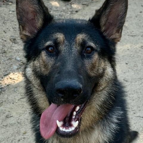 James, an adoptable German Shepherd Dog in Phoenix, OR, 97535 | Photo Image 3