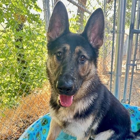 James, an adoptable German Shepherd Dog in Phoenix, OR, 97535 | Photo Image 4