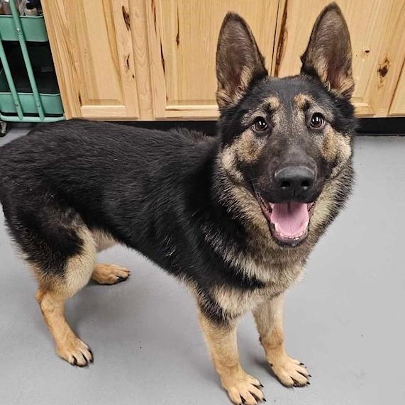 James, an adoptable German Shepherd Dog in Phoenix, OR, 97535 | Photo Image 1