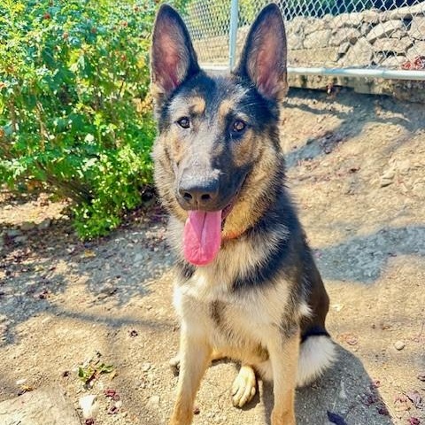 James, an adoptable German Shepherd Dog in Phoenix, OR, 97535 | Photo Image 2