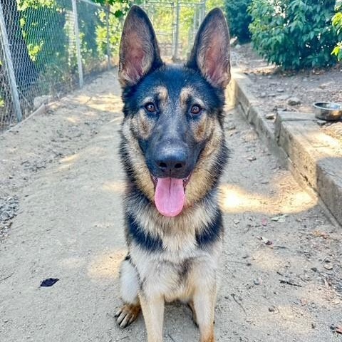 James, an adoptable German Shepherd Dog in Phoenix, OR, 97535 | Photo Image 1