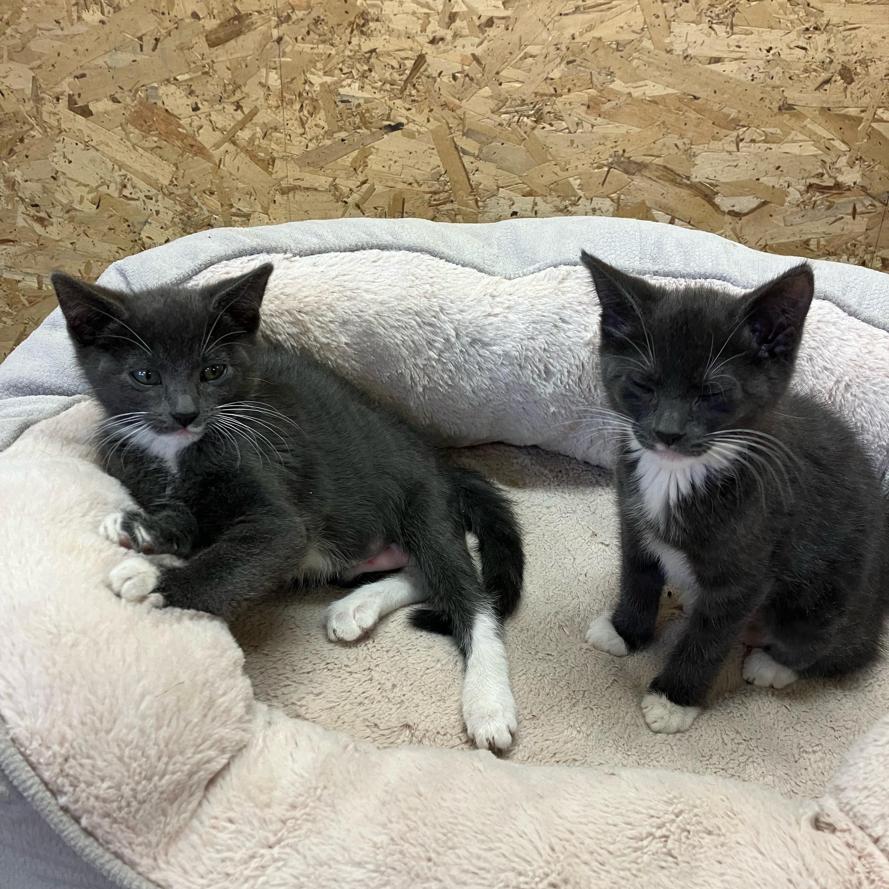 Rainbow and or Clover, a ADOPTABLE Domestic Short Hair in Portland, OR image 5/6