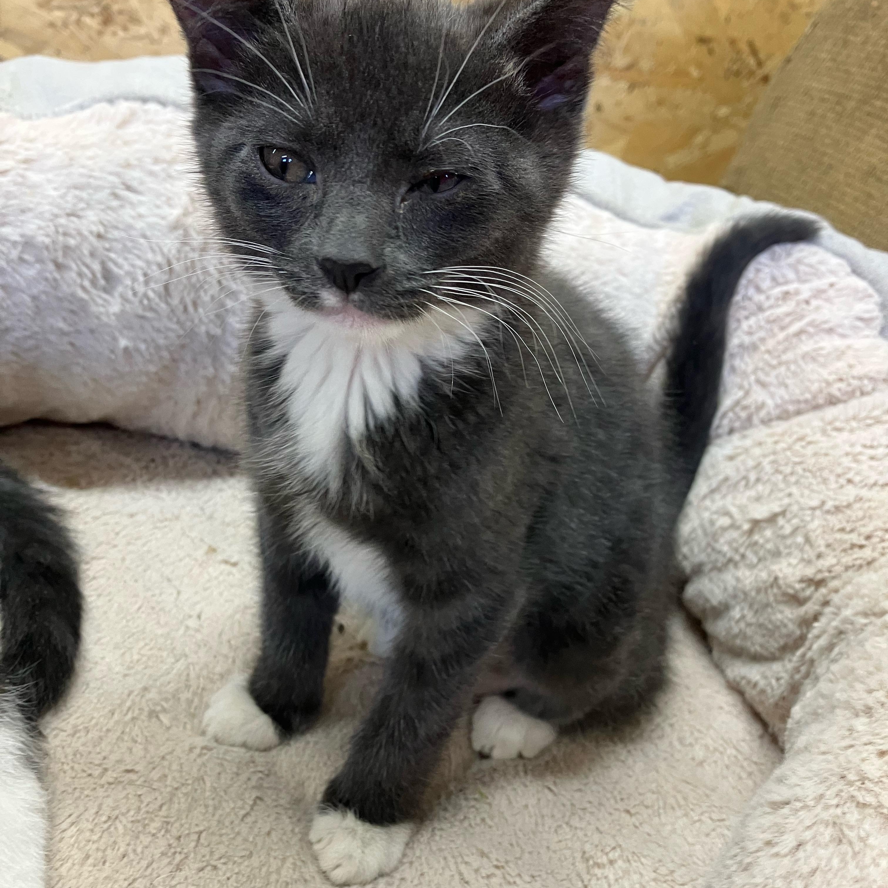 Rainbow and or Clover, a ADOPTABLE Domestic Short Hair in Portland, OR image 6/6