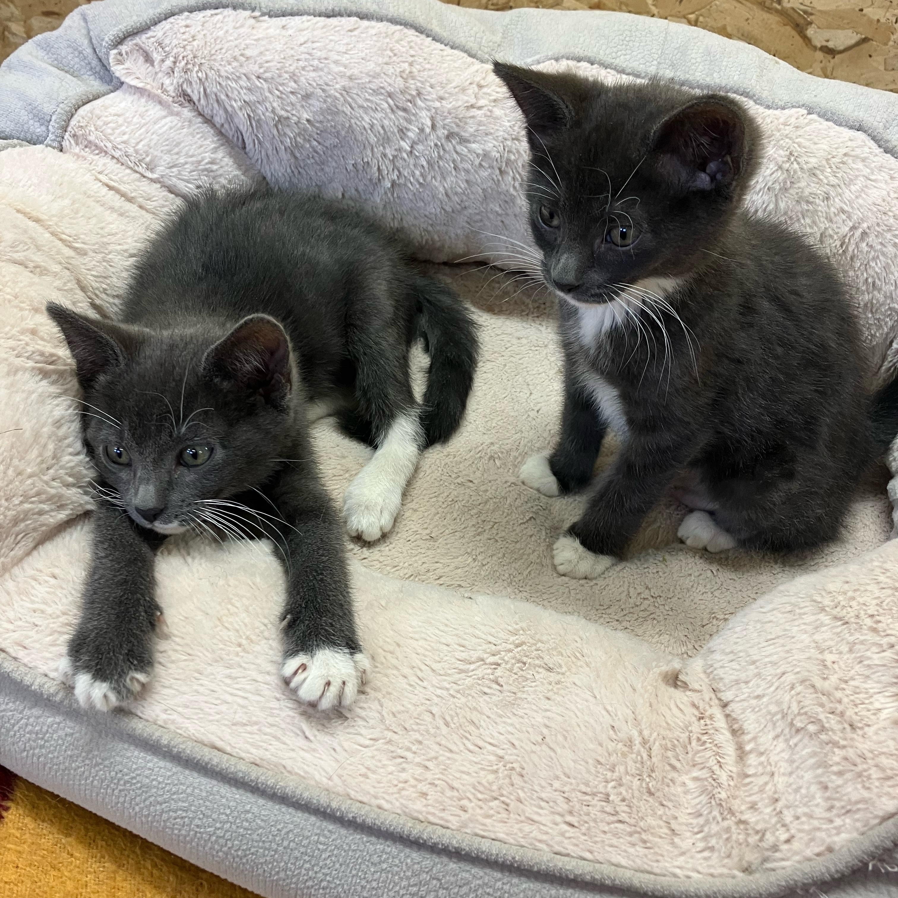 Rainbow and or Clover, a ADOPTABLE Domestic Short Hair in Portland, OR image 1/6