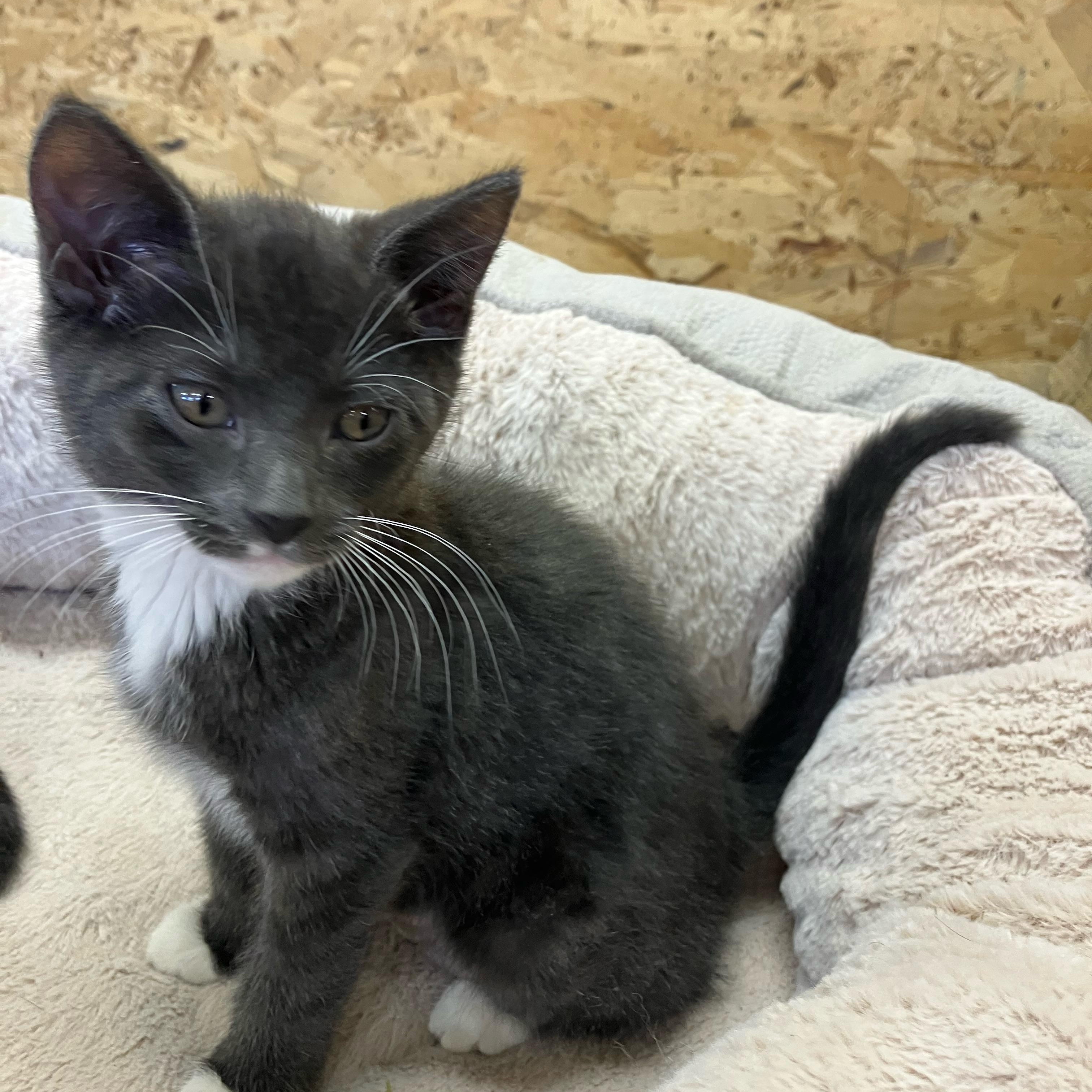 Rainbow and or Clover, a ADOPTABLE Domestic Short Hair in Portland, OR image 4/6