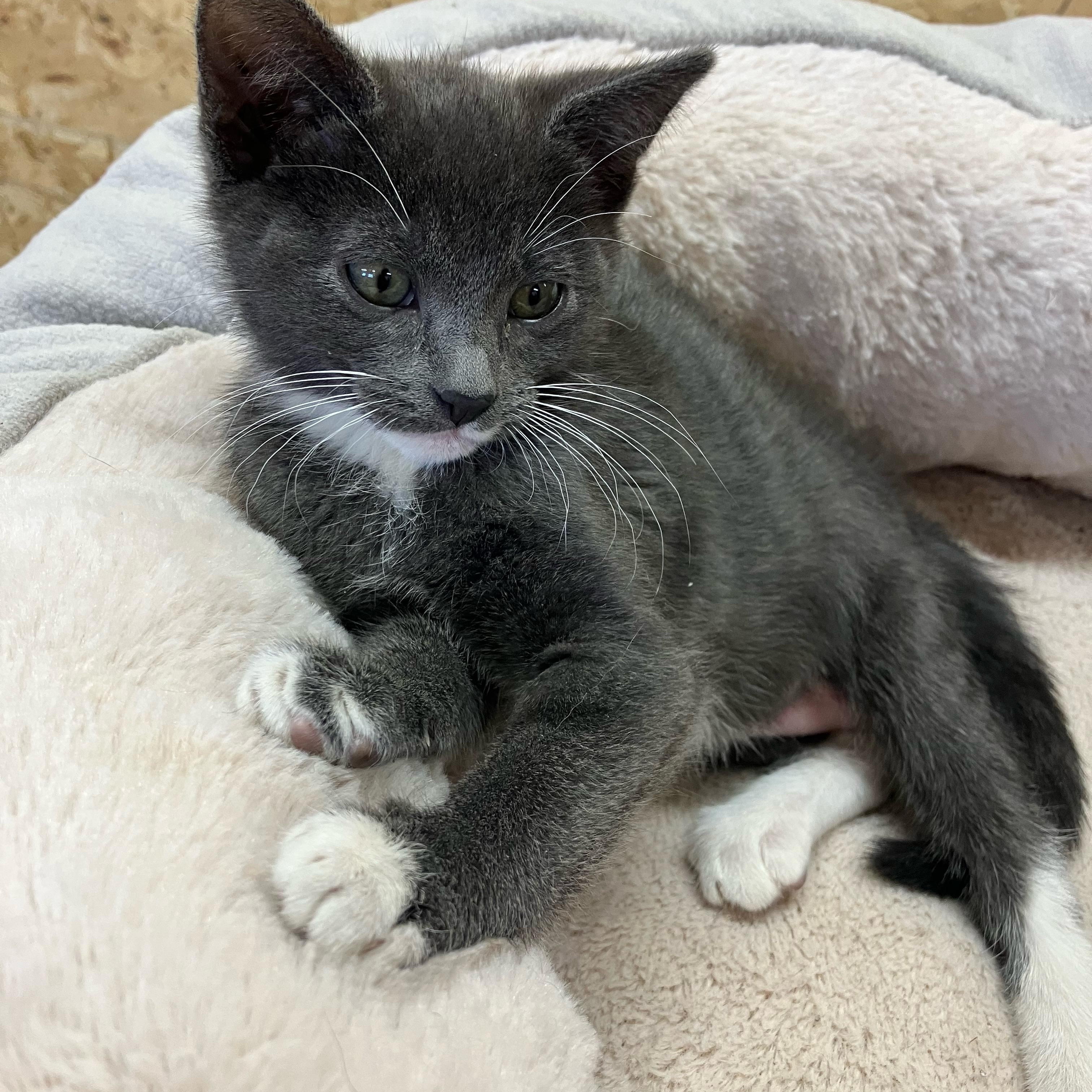Rainbow and or Clover, a ADOPTABLE Domestic Short Hair in Portland, OR image 2/6