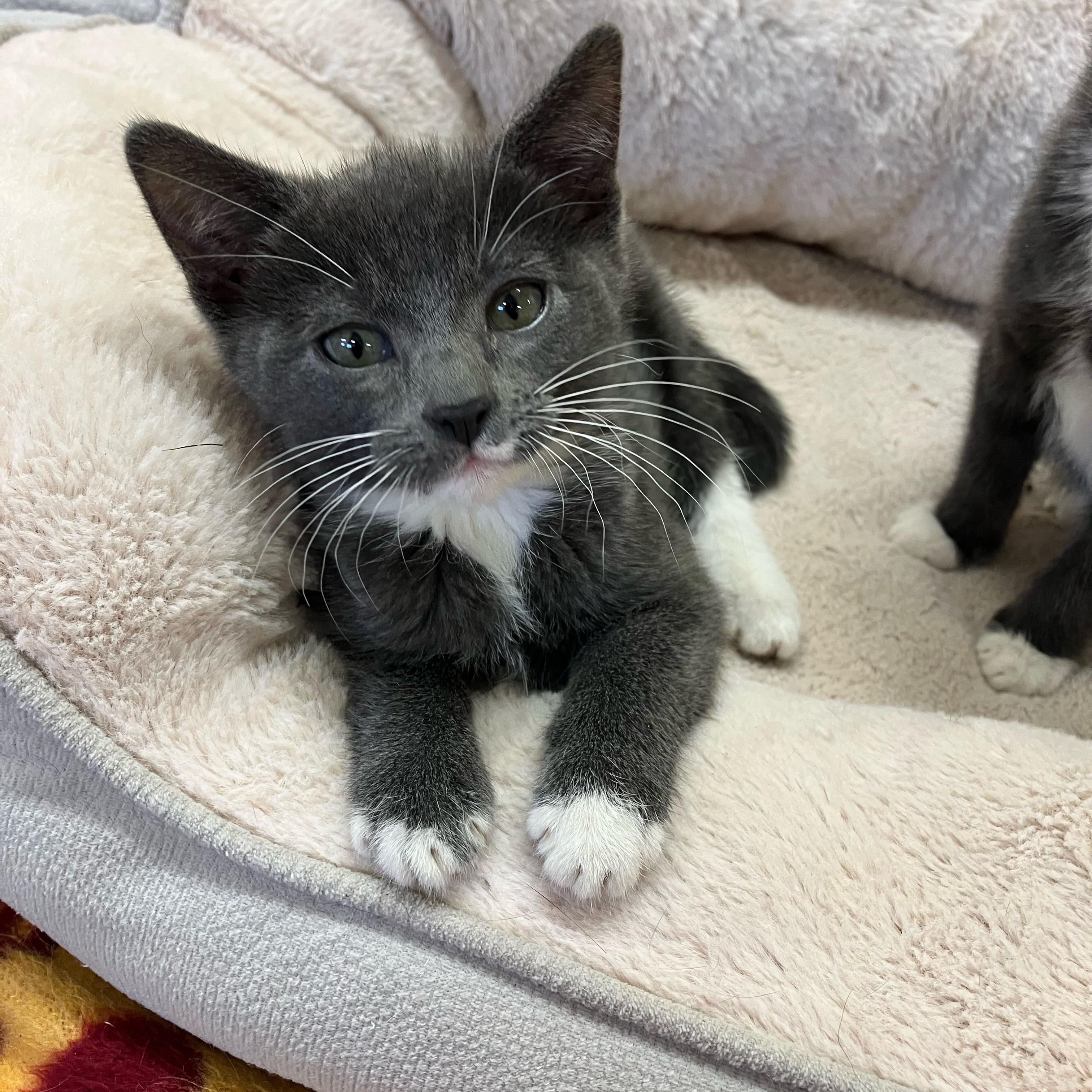 Rainbow and or Clover, a ADOPTABLE Domestic Short Hair in Portland, OR image 3/6