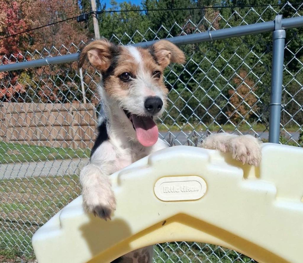 Enlarge Phoenix, a Adoptable Terrier in Gorham, ME image 1/4