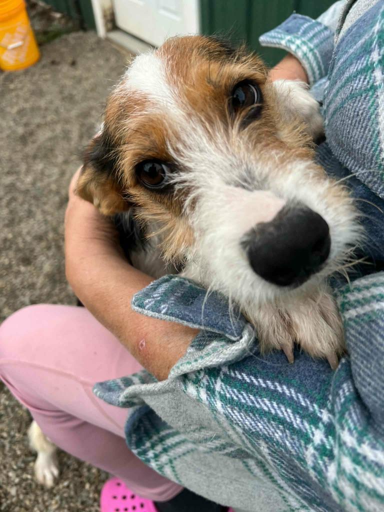 Enlarge Phoenix, a Adoptable Terrier in Gorham, ME image 2/4