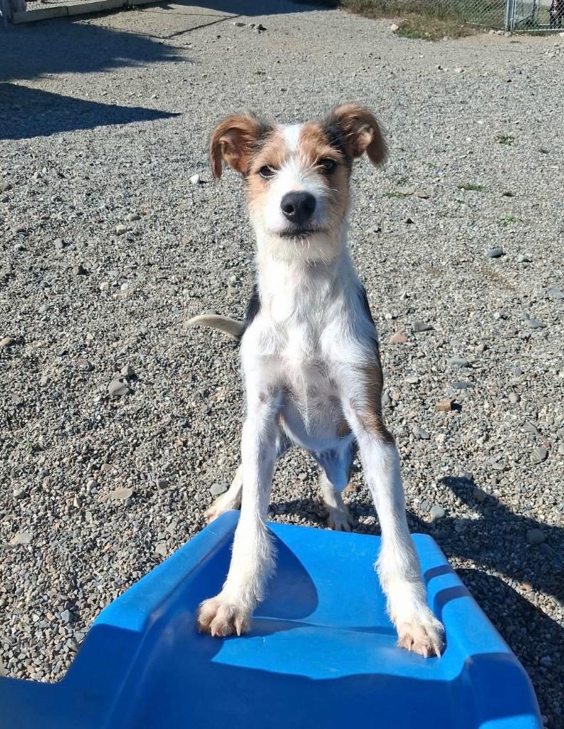 Enlarge Phoenix, a Adoptable Terrier in Gorham, ME image 3/4