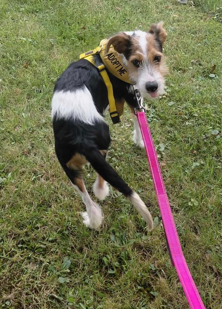 Enlarge Phoenix, a Adoptable Terrier in Gorham, ME image 4/4