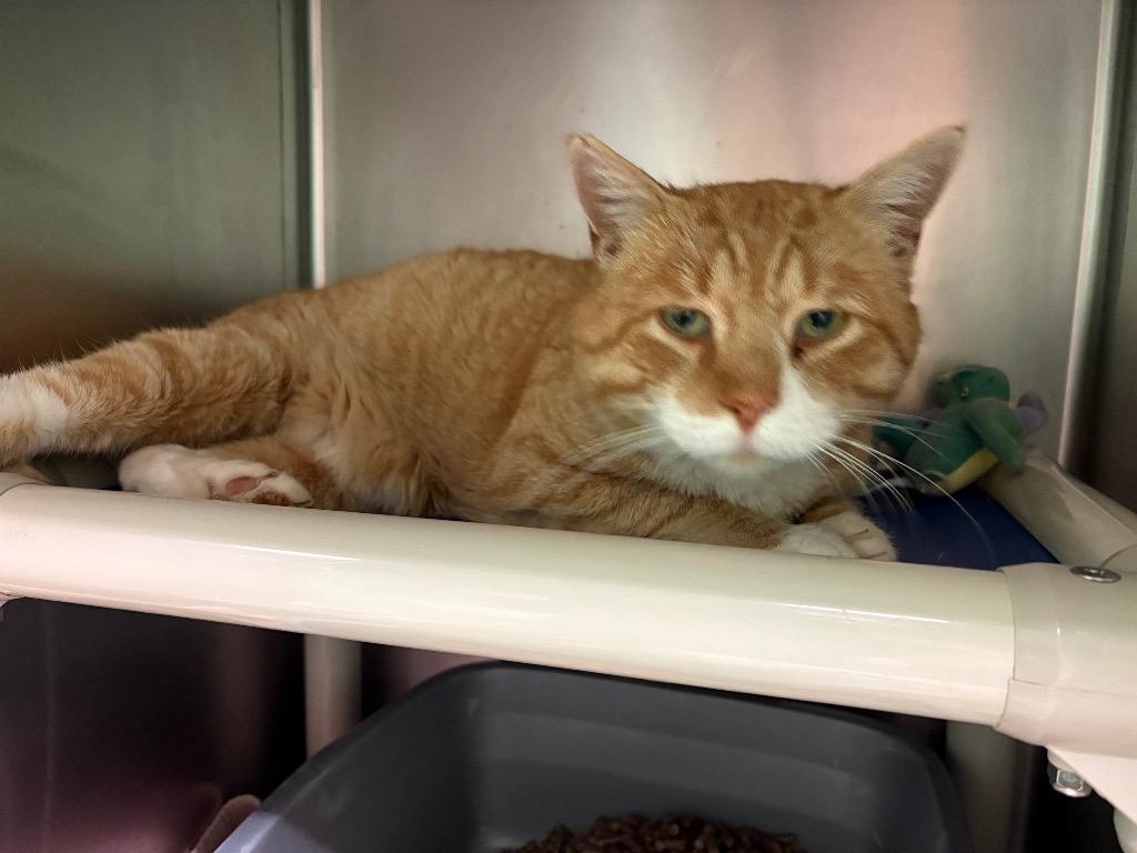 Finnegan Fox, Adoptable, Adult Male Domestic Short Hair.