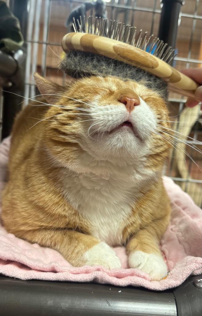 Enlarge Finnegan Fox, a Adoptable mixed breed in Olean, NY image 2/4