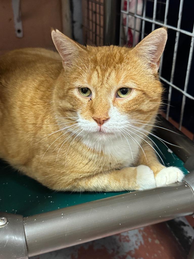 Enlarge Finnegan Fox, a Adoptable mixed breed in Olean, NY image 3/4