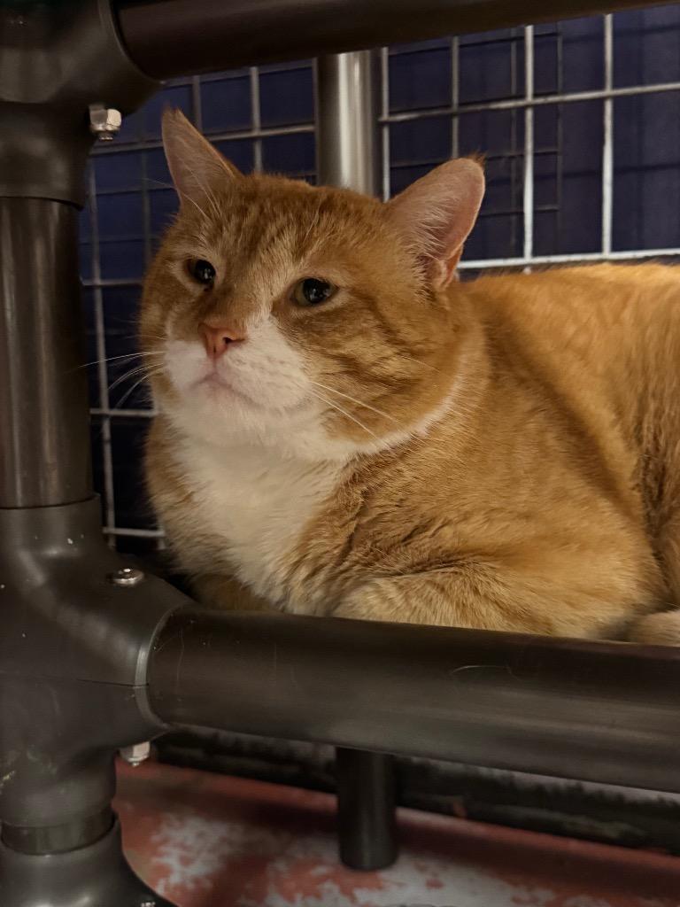 Enlarge Finnegan Fox, a Adoptable mixed breed in Olean, NY image 4/4