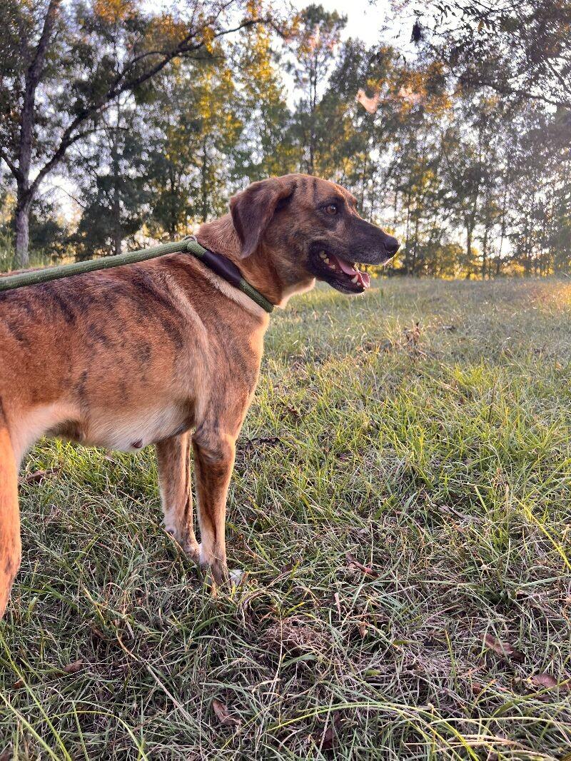 Enlarge Lizzie, a Adoptable mixed breed in Thomasville, AL image 1/2
