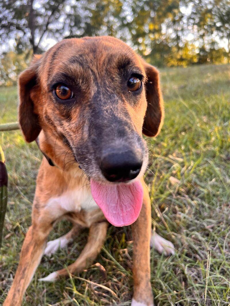 Enlarge Lizzie, a Adoptable mixed breed in Thomasville, AL image 2/2
