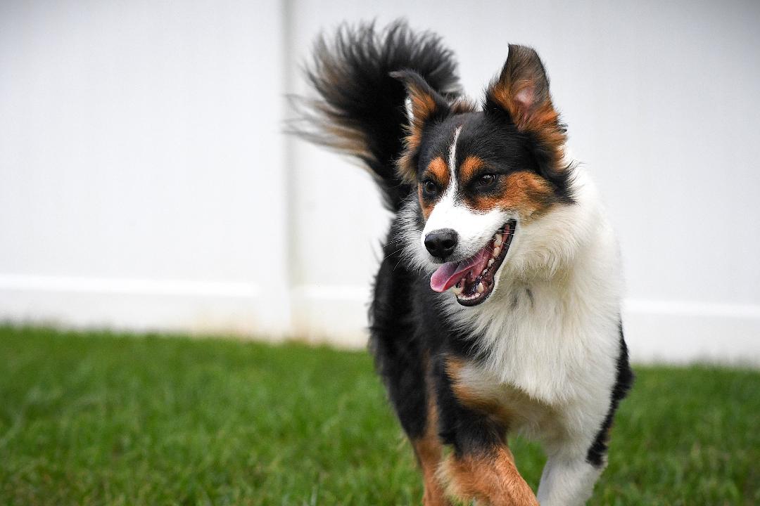Dog for adoption Bandit, a Border Collie in Culpeper, VA Petfinder