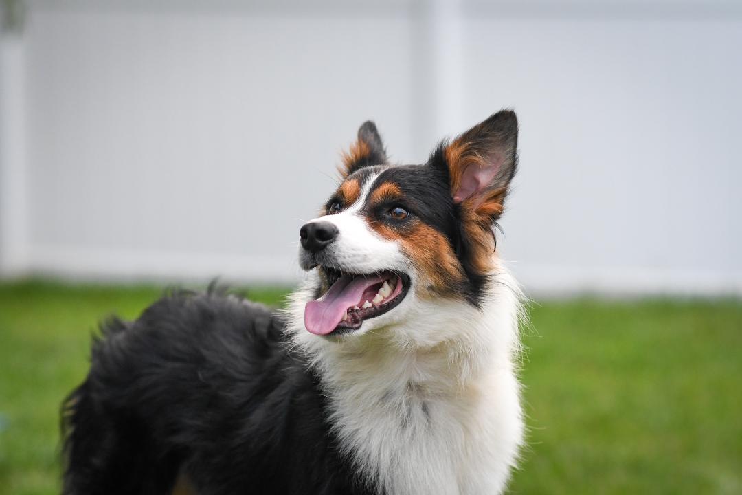 Dog for adoption Bandit, a Border Collie in Culpeper, VA Petfinder