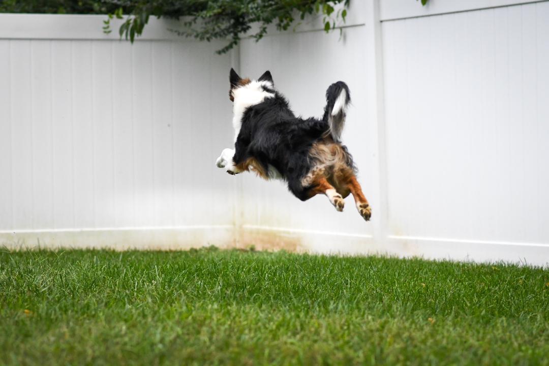 Dog for adoption Bandit, a Border Collie in Culpeper, VA Petfinder